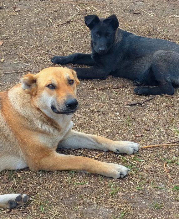 Віддам в добрі руки