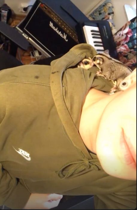 Lotopałanka Karłowata | Sugar Glider