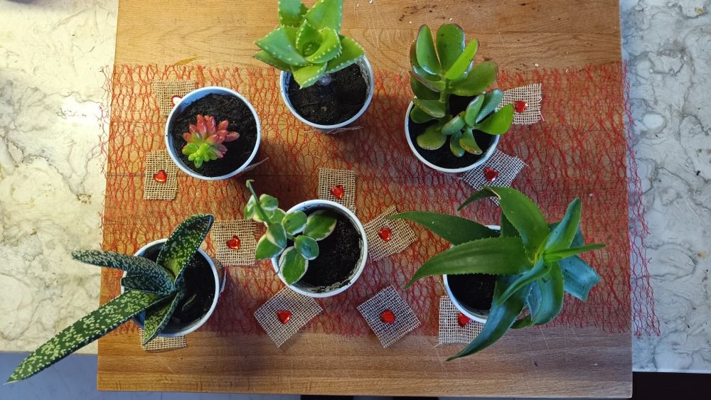 Suculentas promoção 2 por 1 euro