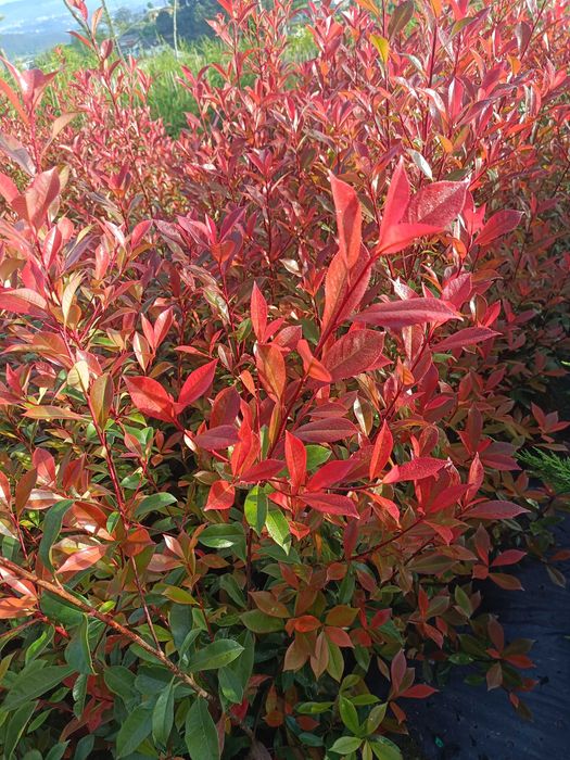 Photinia/ fotinia para jardim