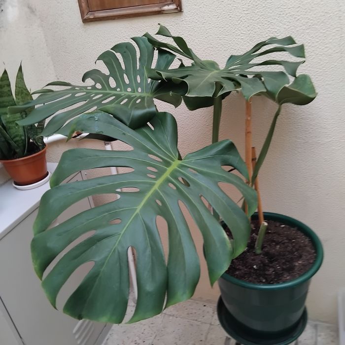 Planta natural, costela de Adão