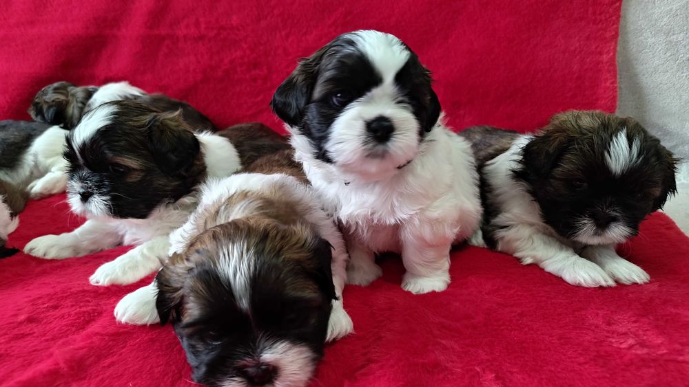 Szczeniaczek shih tzu