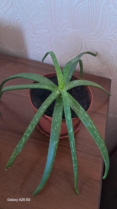 продам алое вера