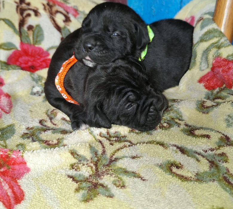 Продам цуценят кане корсо