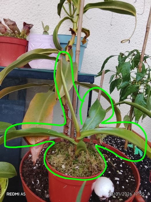 Plantas Carnívoras