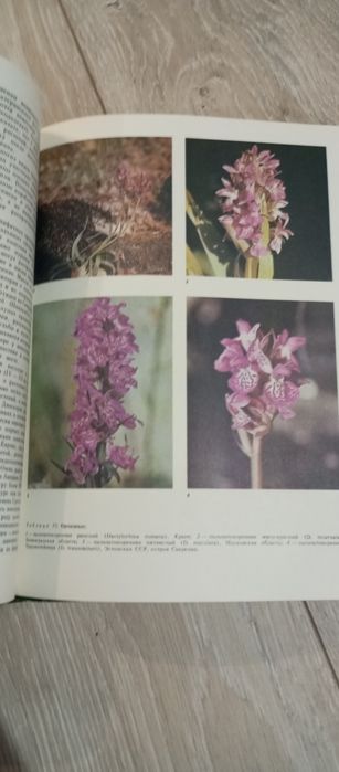 Енциклопедія рослин