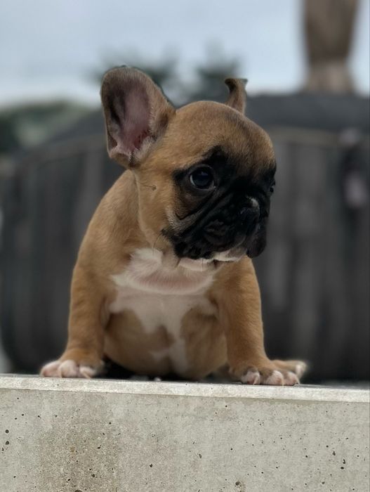 Chłopczyk buldog francuski tata FCI