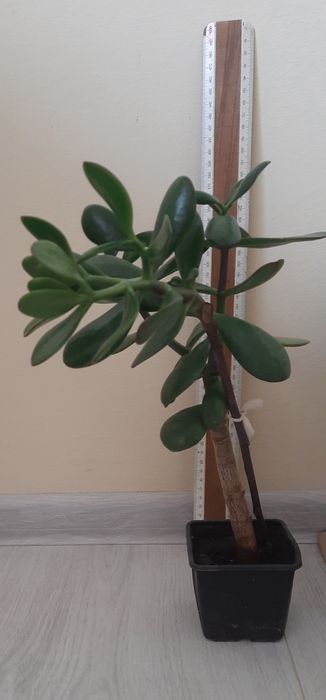 Грошове дерево, красулла, толстянка. Садженці.