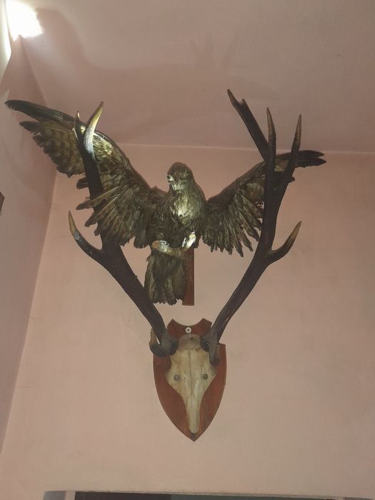 Sprzedam poroże jelenia