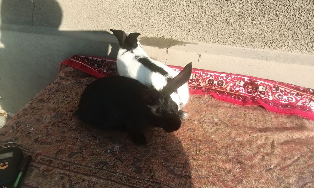 Строкач чорно рябий , дівчатка ,вік 2 місяці,вага 2 кг .