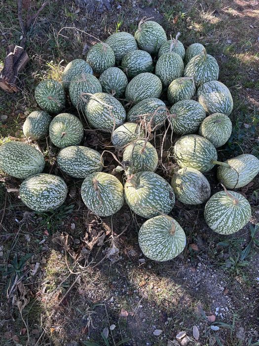 Chilas para iguarias ou doces