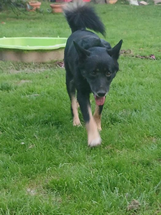 Lusia- piękna sunia szuka domu.