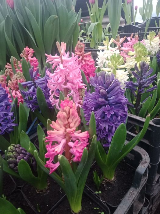 Гіацинти до 8 березня.