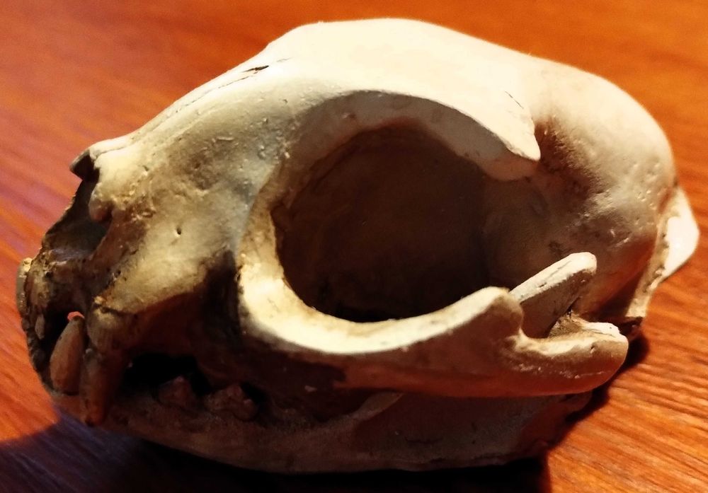 Caveira Gato Cranio Skull Cerâmica