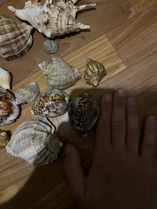 Ракушки для аквариума