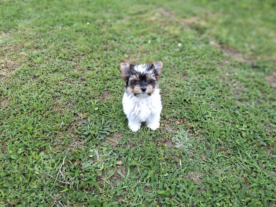 Yorkshire terrier Biewer suczka