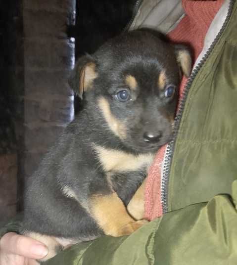 Oddam szczeniaka (suczka)