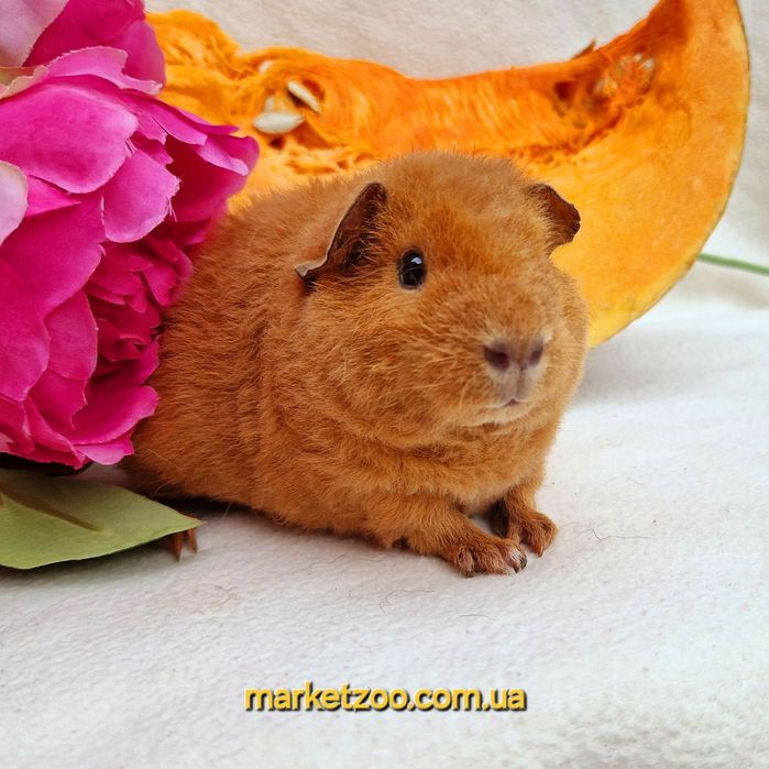 Шикарна яскрава дівчинка тедді,морская,морська свинка,морские,морські