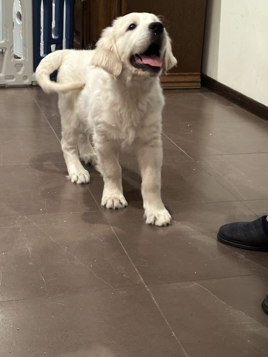 Golden retrever piesek z rodowodem FCI FCI