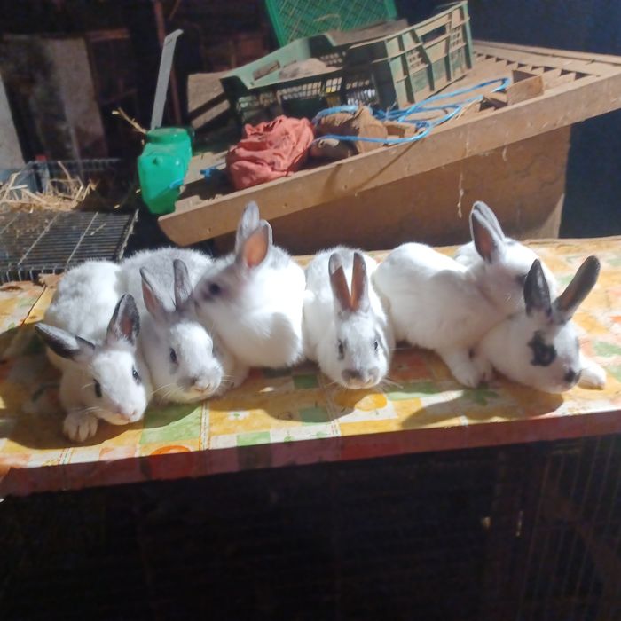 Coelhos  anões muito bonitos