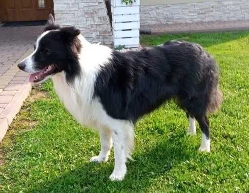Border Collie - piesek BAGI - z hodowli NEGRESSE