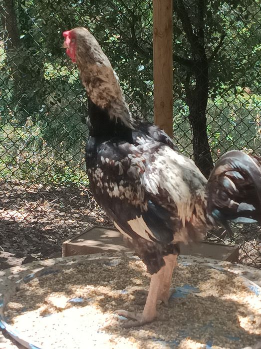 Galo de campo com 11 meses