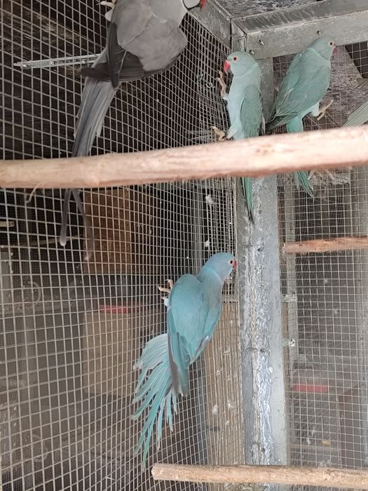 Várias espécies de Psitacideos