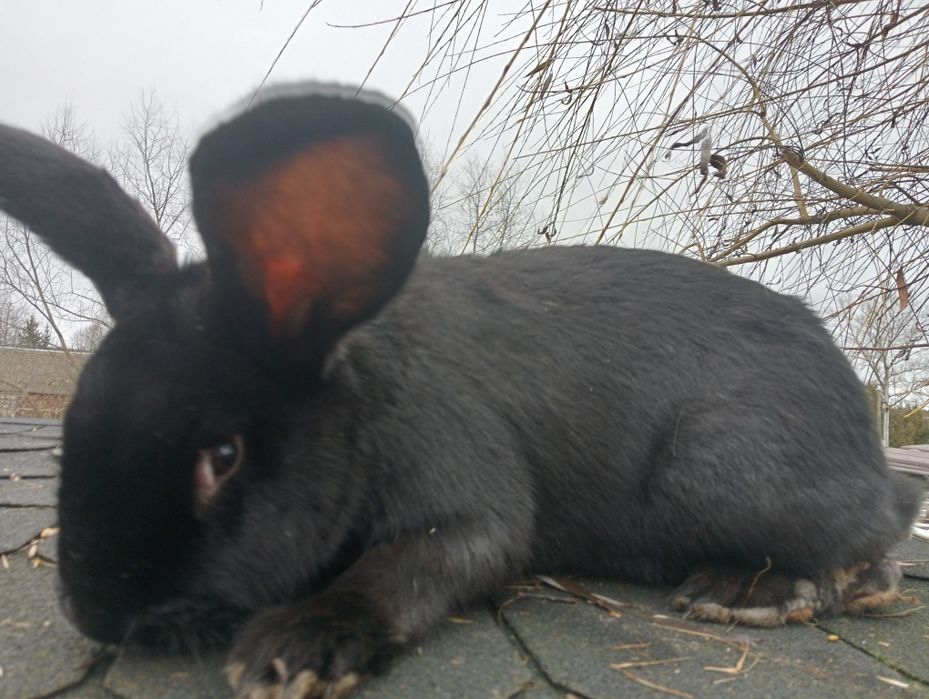 Samice królika duże