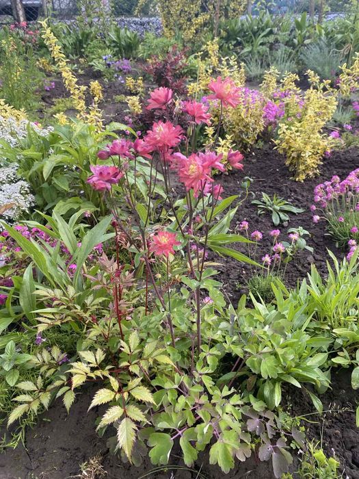 Водозбір, орлики або аквілегія