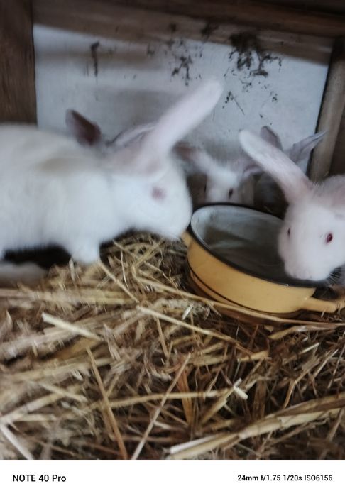 Młode Termondy oraz Barany francuskie