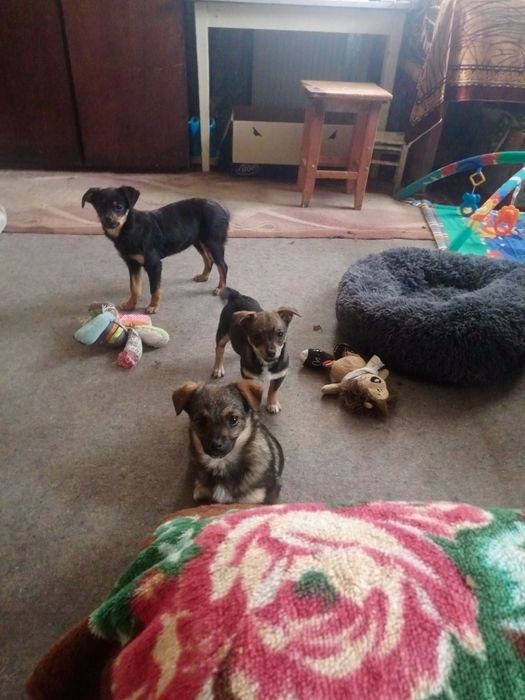 Дівчатка у родини