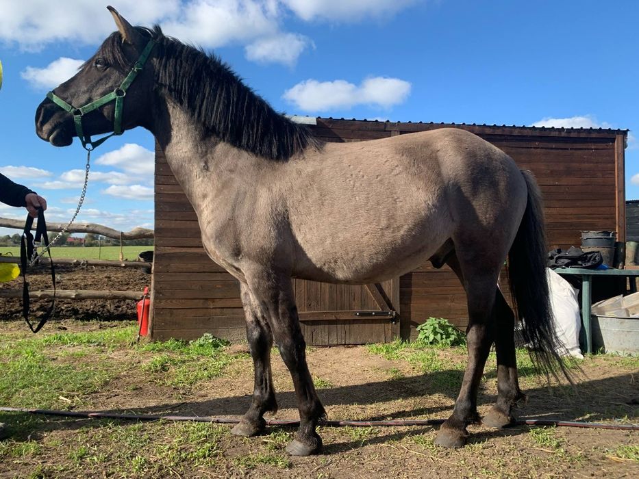 Sprzedam wałacha konika polskiego