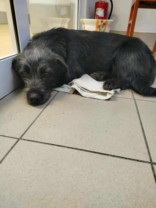 Piesek szuka domu tymczasowego/ stałego