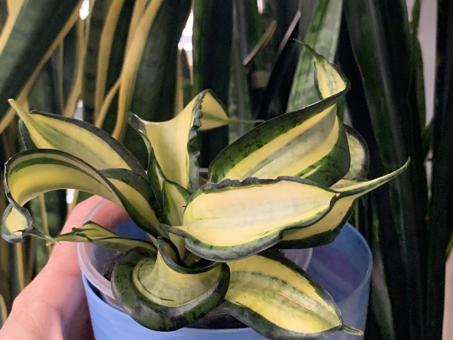 Сансевиерия, санса, сансевьера  Голден венди