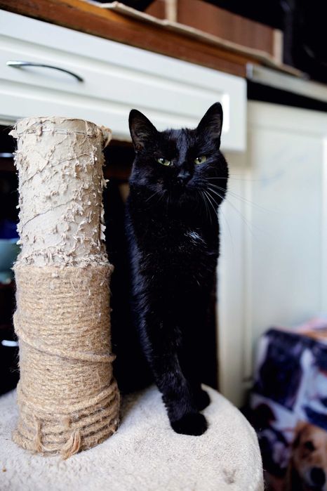 Душа компанії - котусік Філ засидівся в притулку, лагідний та ніжний