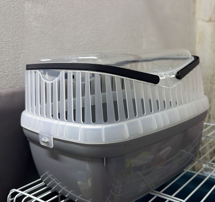 Coelhos mini Holandês