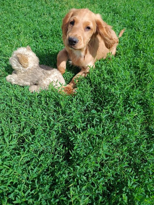 Cocker spaniel angielski piesek
