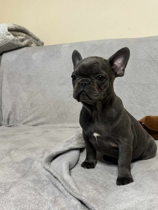 Buldog Francuski suczka niebieska Elza rodowód