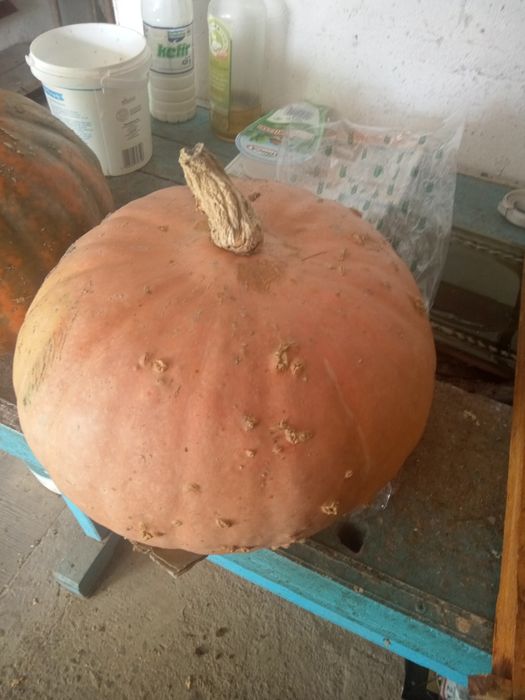 Dynia ,dynie z własnej uprawy