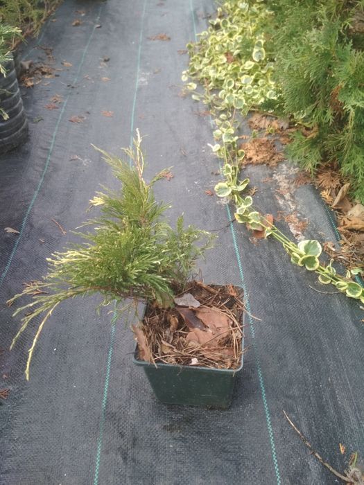 Ялівці(можжевельник):Козацьк.,варієгатний з білими кінч..в горшку(ЗКС)