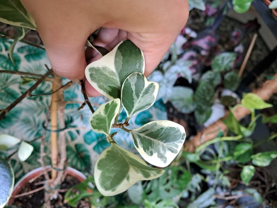 Ficus fikus sweetheart  triangularis variegata