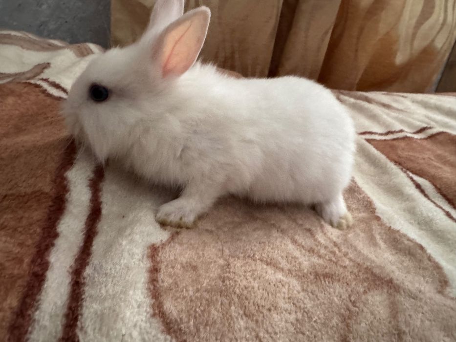 Króliki białe miniaturki