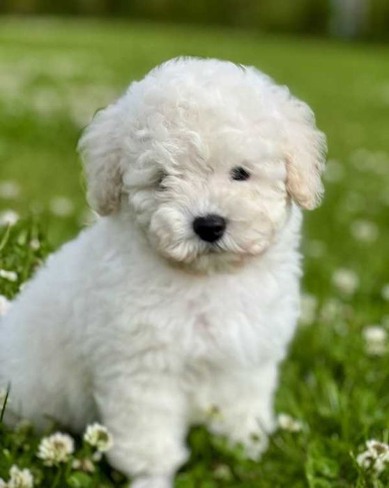 Poodle branco disponível