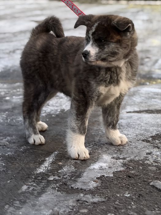 Akita Inu Akita japonska suczka szczenie FCI/ZKwP