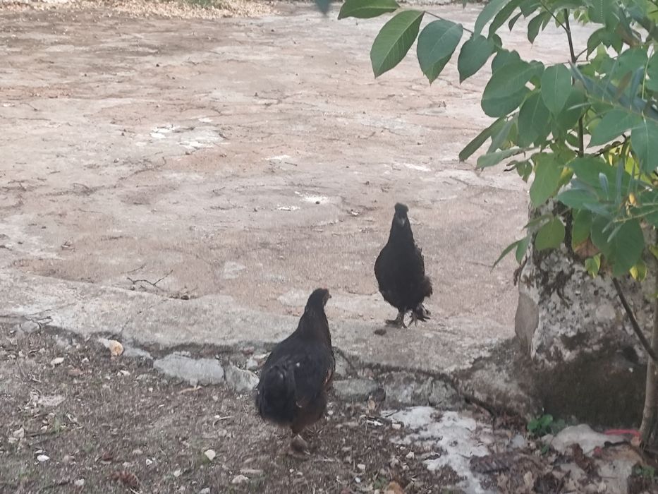 Galinhas coquichos cruzadas