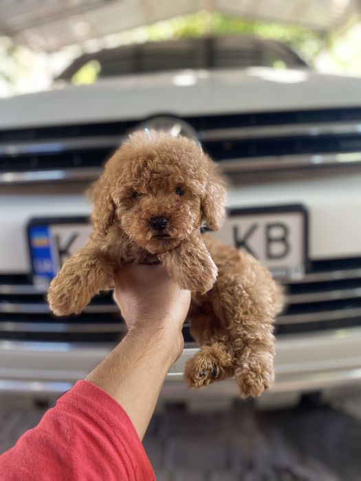 Гарні немовлята мальтіпу