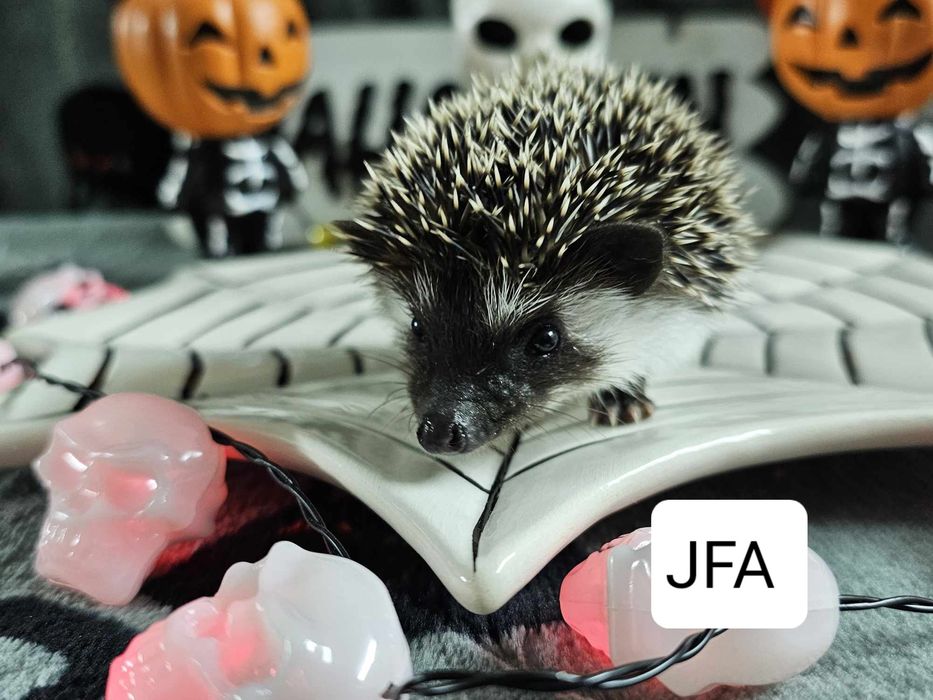 Jeż Pigmejski Jeż Afrykański