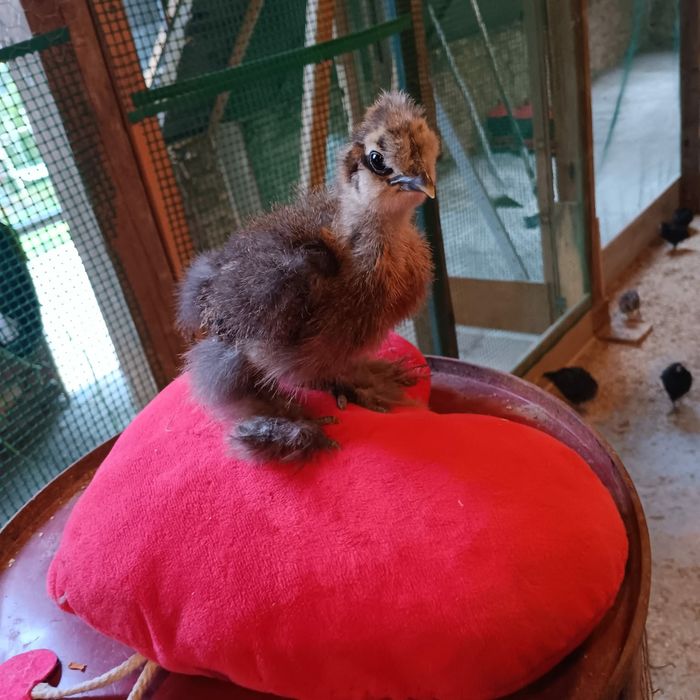 Silki naturalne ekologiczne kury silki jedwabiste USA silki