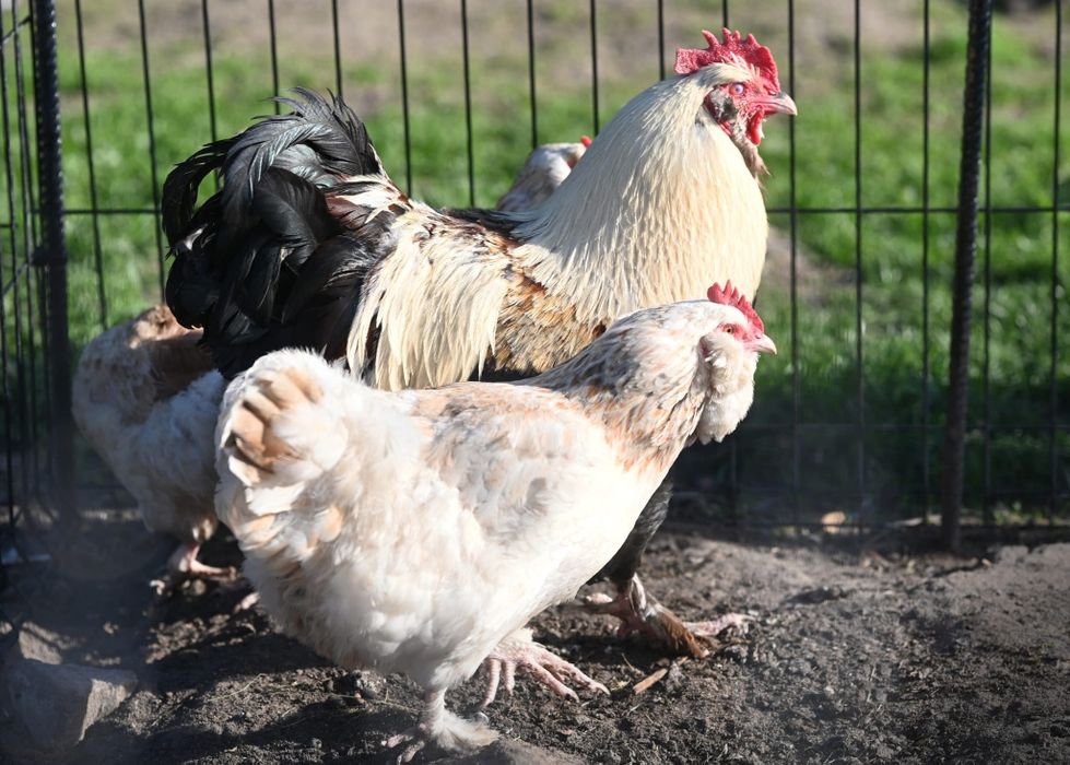 Jaja legowe amrock australop minor vorverk lakenfelder marans