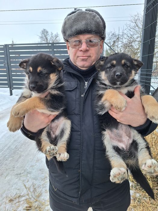 Прдам щенят вівчарки